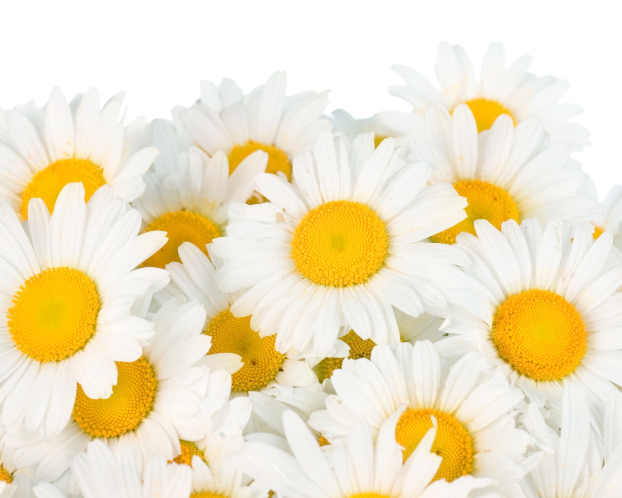 Букет белых ромашек с желтой серединкой на белом фоне