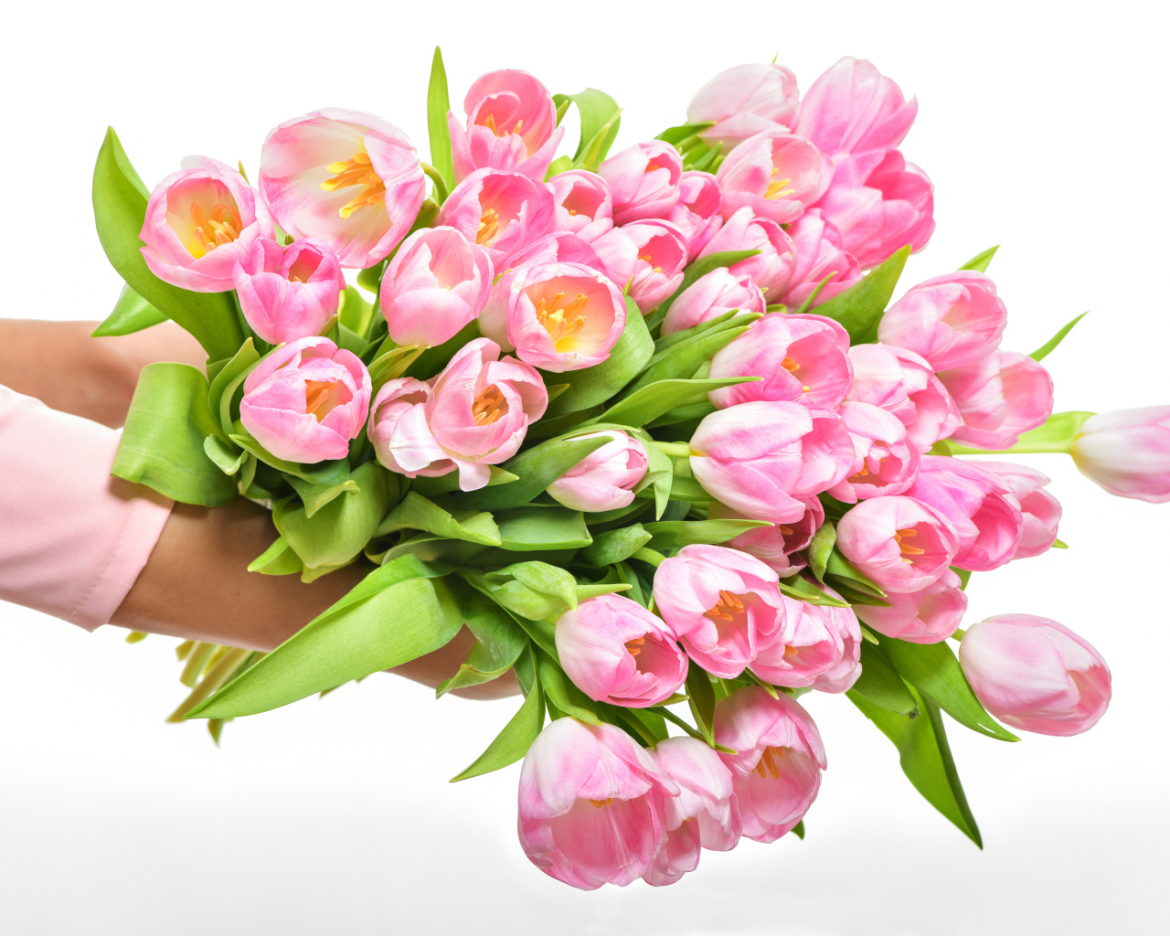 Большой букет розовых тюльпанов в руках на белом фоне