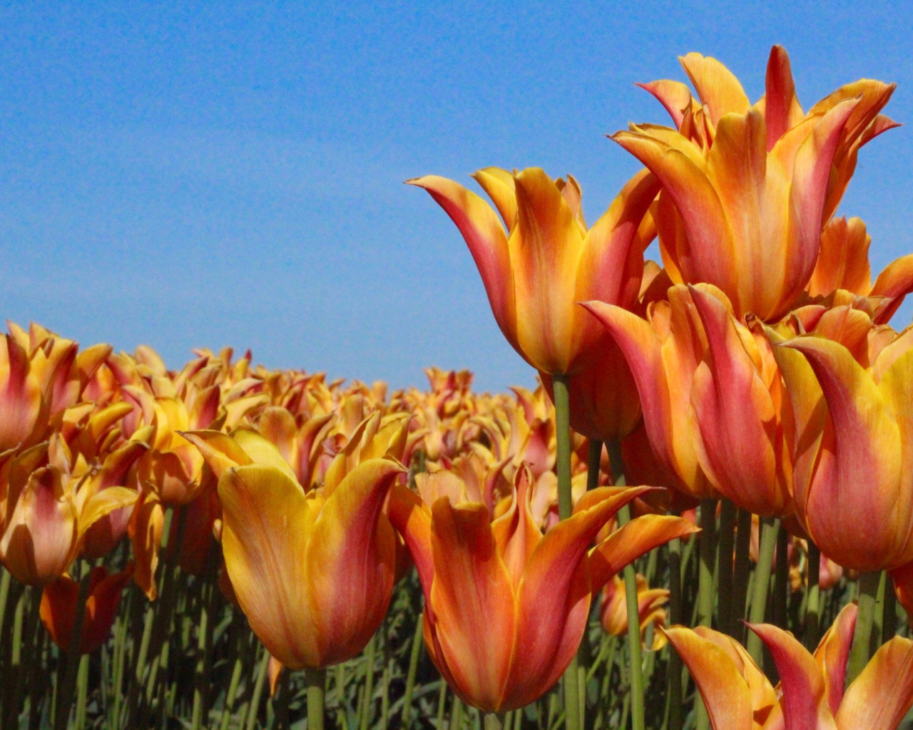 Много оранжевых тюльпанов на фоне голубого неба