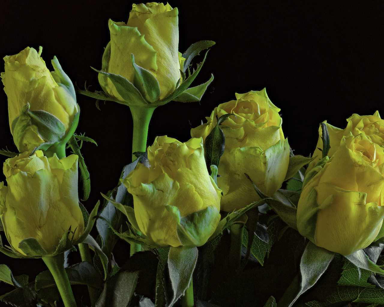 Много желтых роз на черном фоне крупным планом