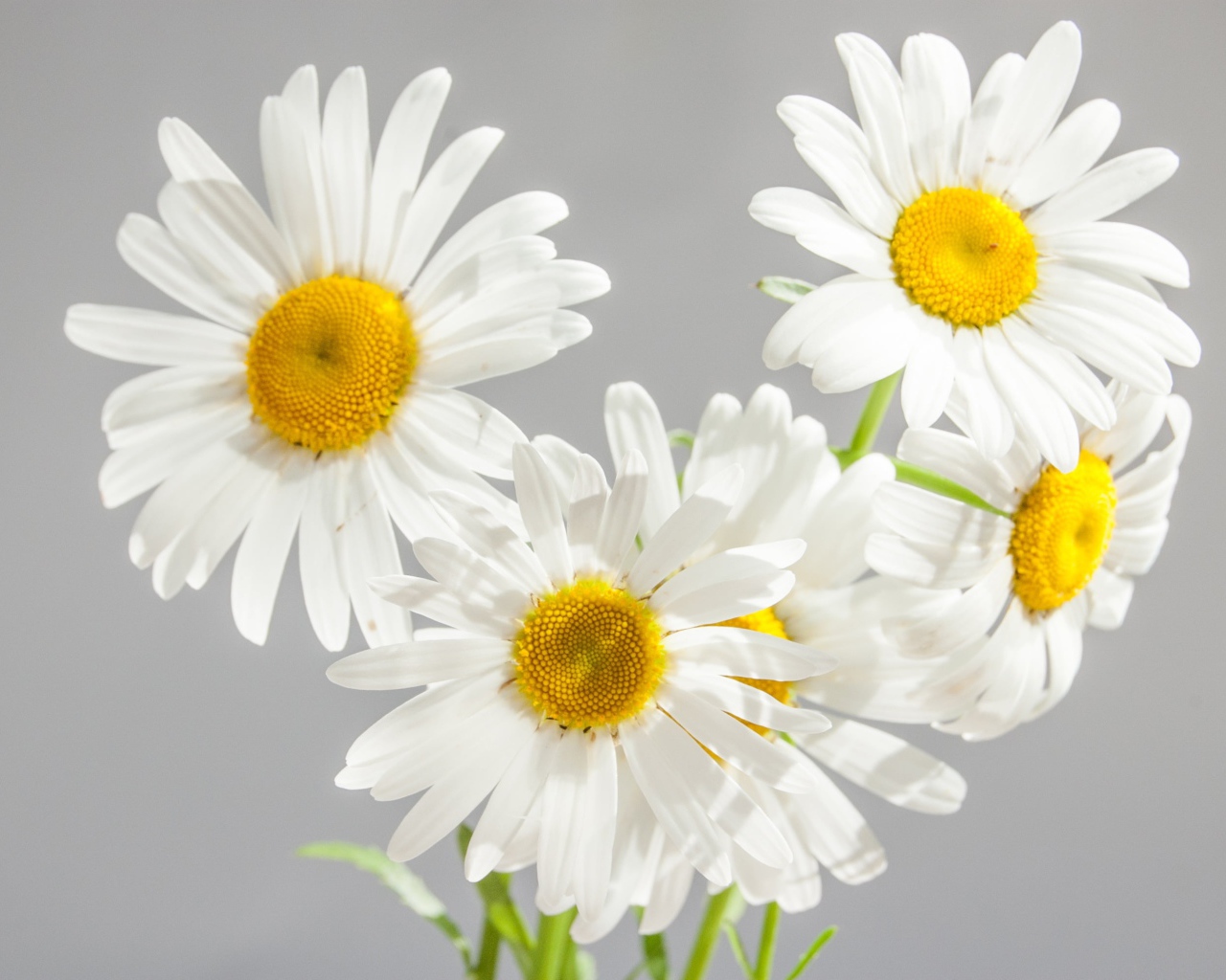 Маленький букет белых ромашек на сером фоне