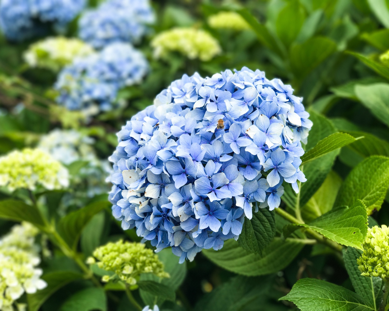 Красивый голубой цветок гортензии на клумбе 