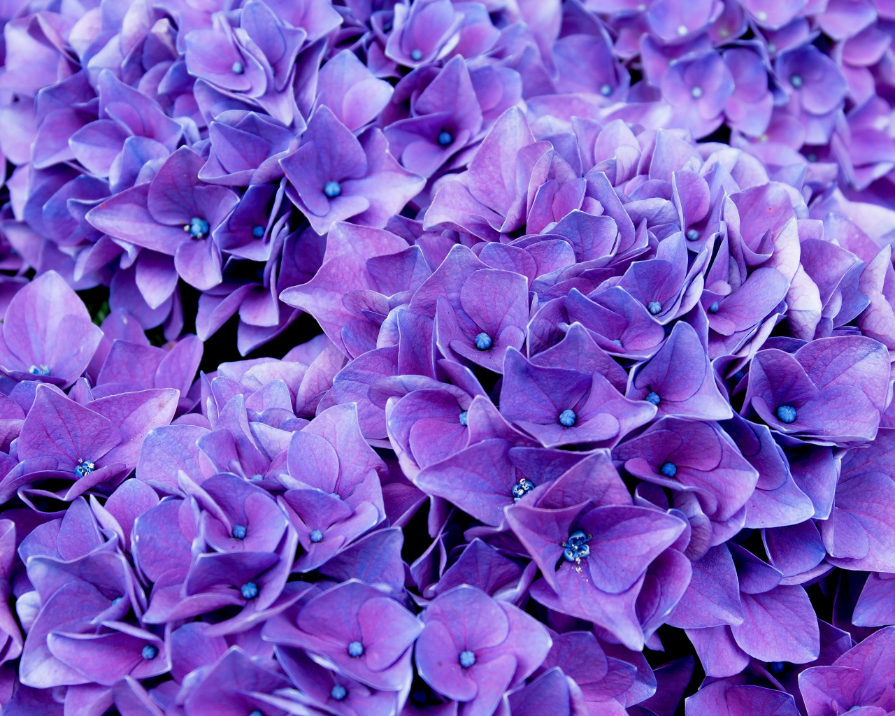Красивые синие цветы гортензии крупным планом