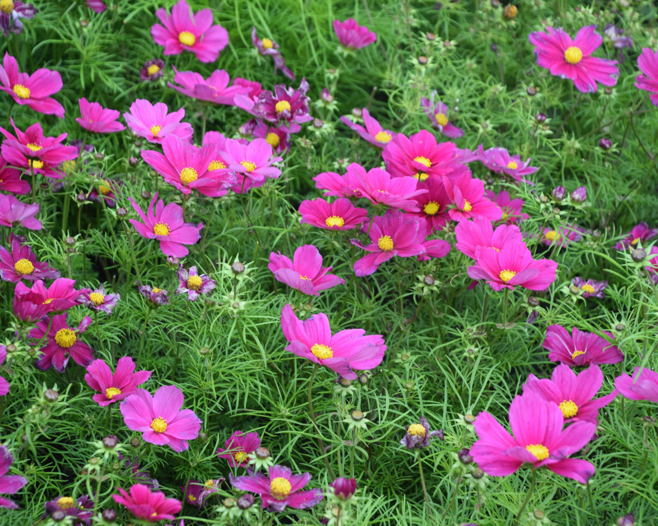 Красивые нежные розовые цветы космея на клумбе