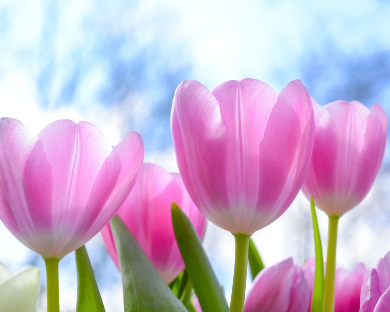 Красивые нежные розовые тюльпаны на фоне неба