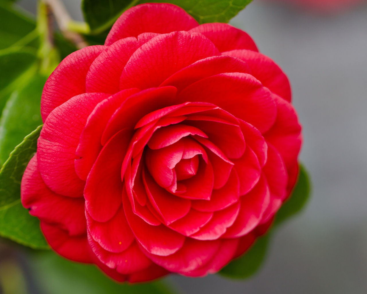 Красивый нежный красный цветок камелия на сером фоне