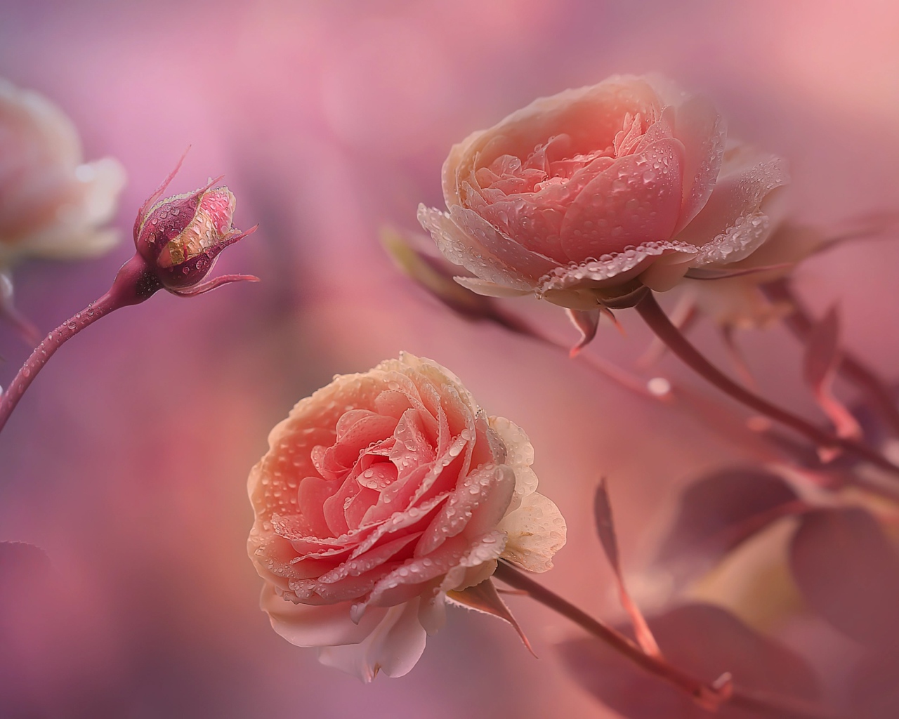Красивые нежные розы с бутонами в каплях росы