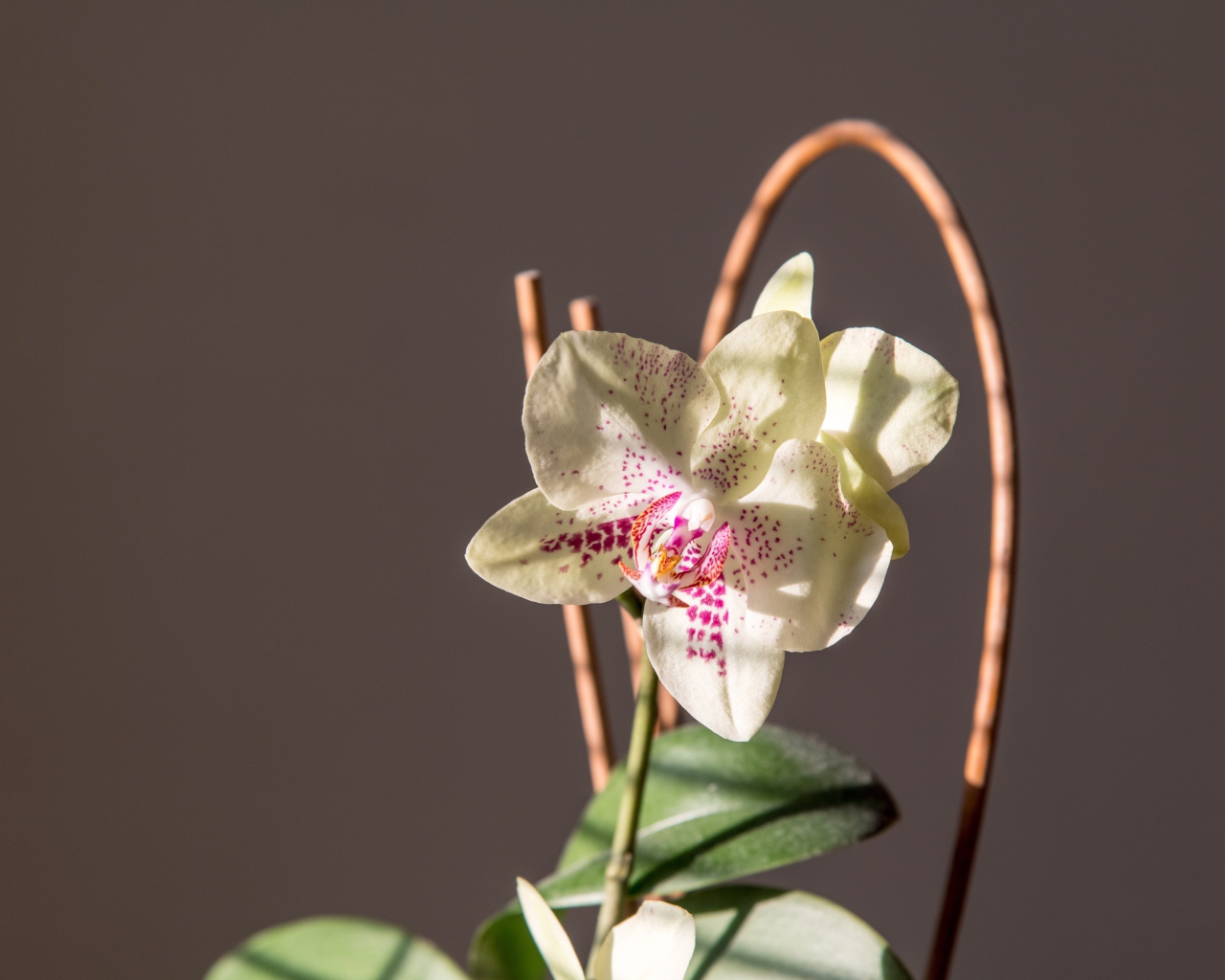 Красивый нежный белый цветок орхидеи на сером фоне