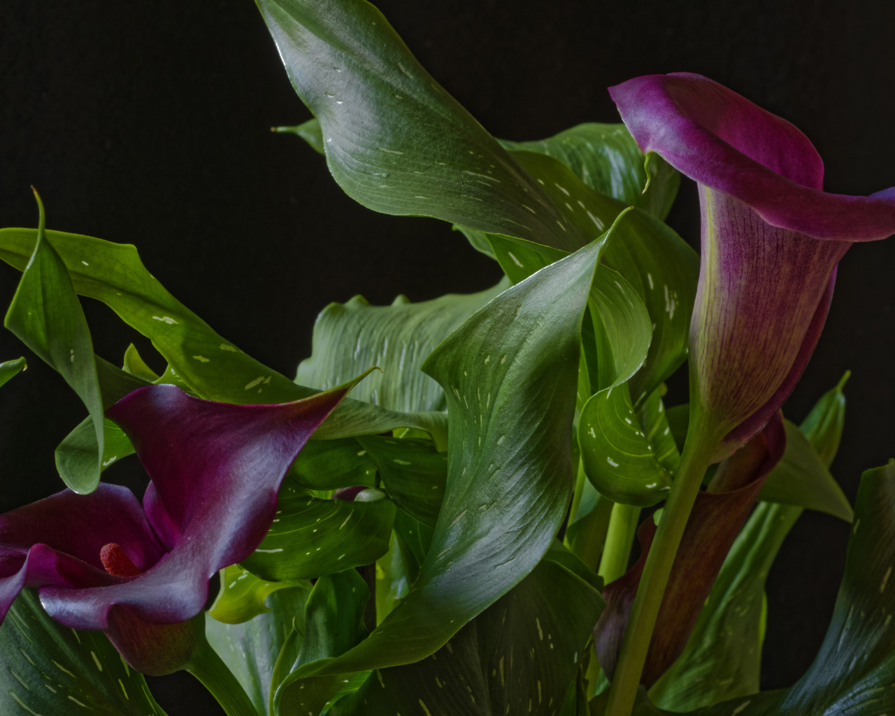 Красивые цветы каллы с зелеными листьями на черном фоне