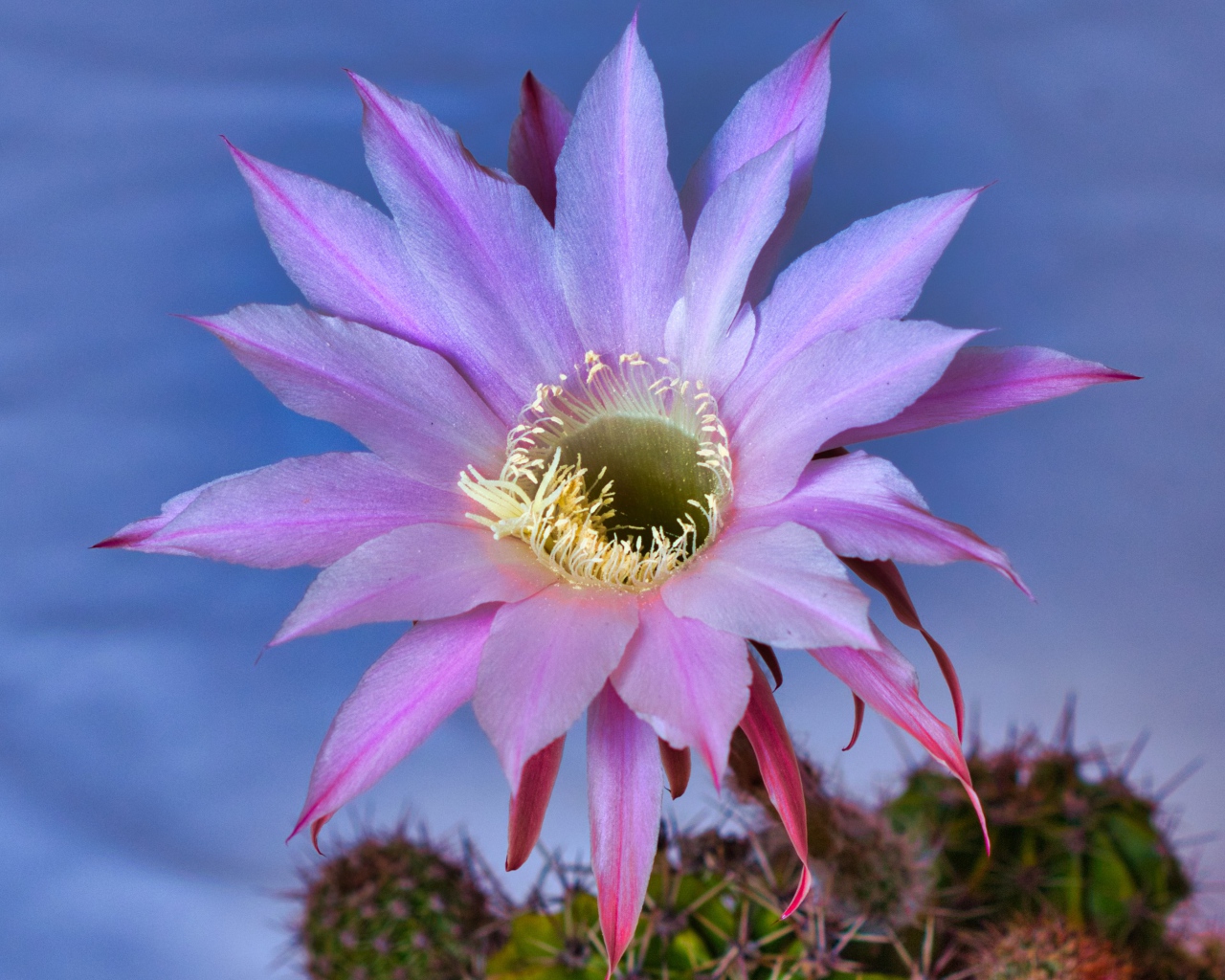 Красивый сиреневый цветок кактуса