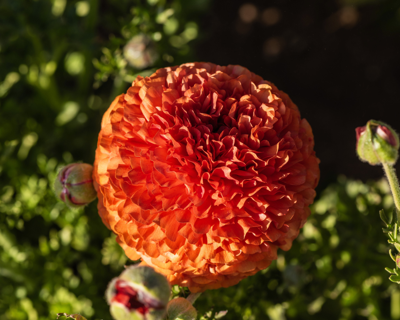 Красивый оранжевый лютик с бутонами крупным планом