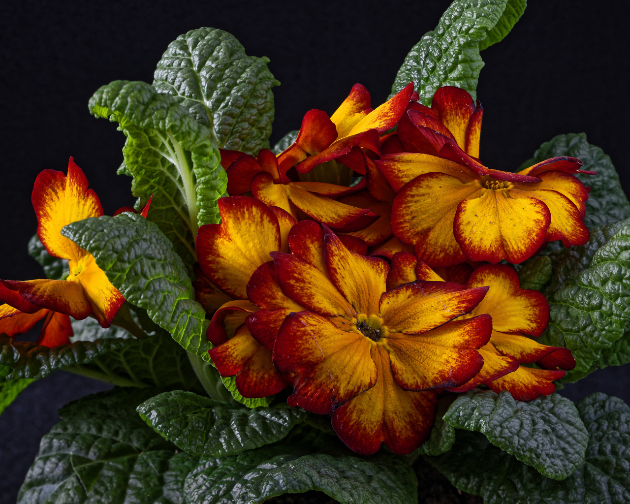 Красивый оранжевый комнатный цветок примула крупным планом