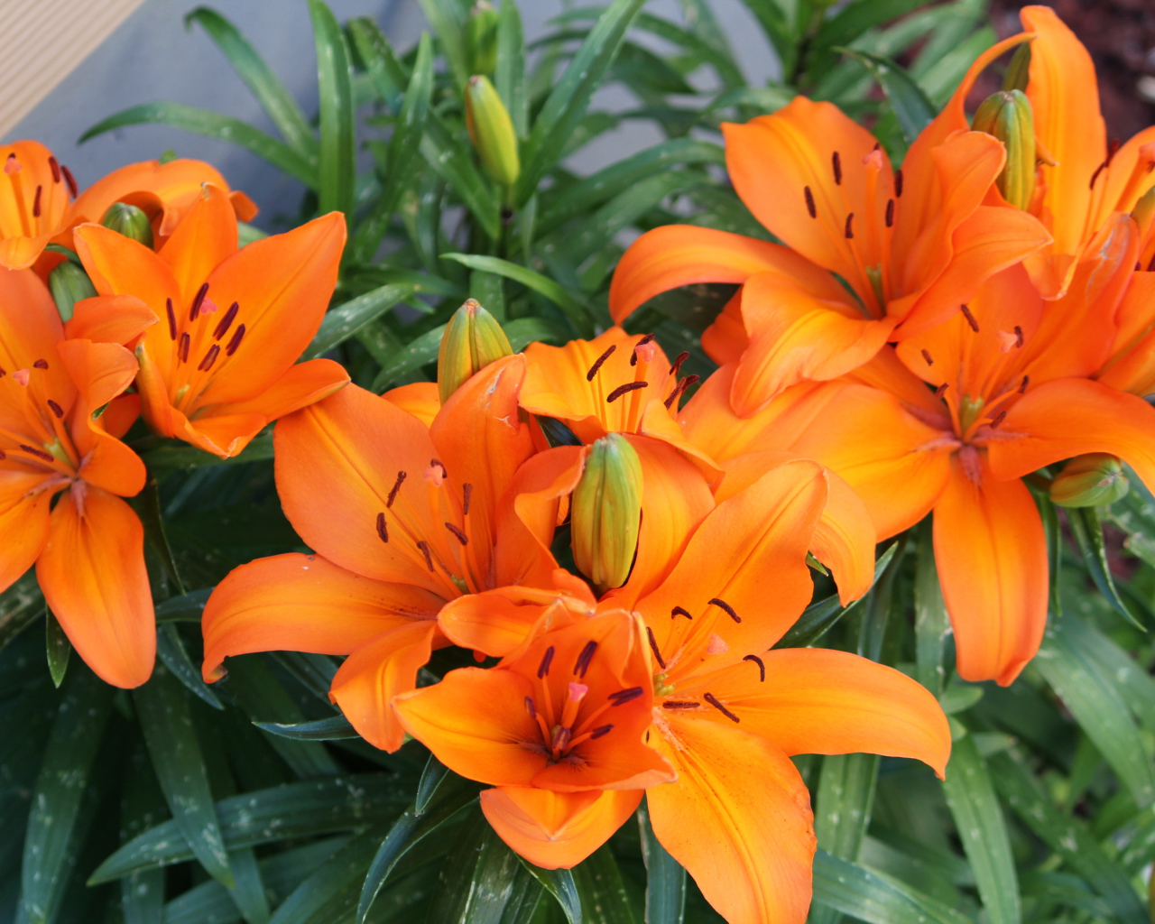 Красивые оранжевые лилии с бутонами на клумбе