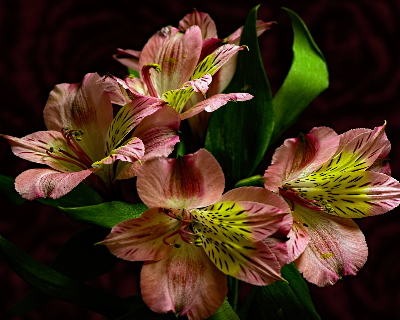 Красивые розовые цветы альстромерия крупным планом