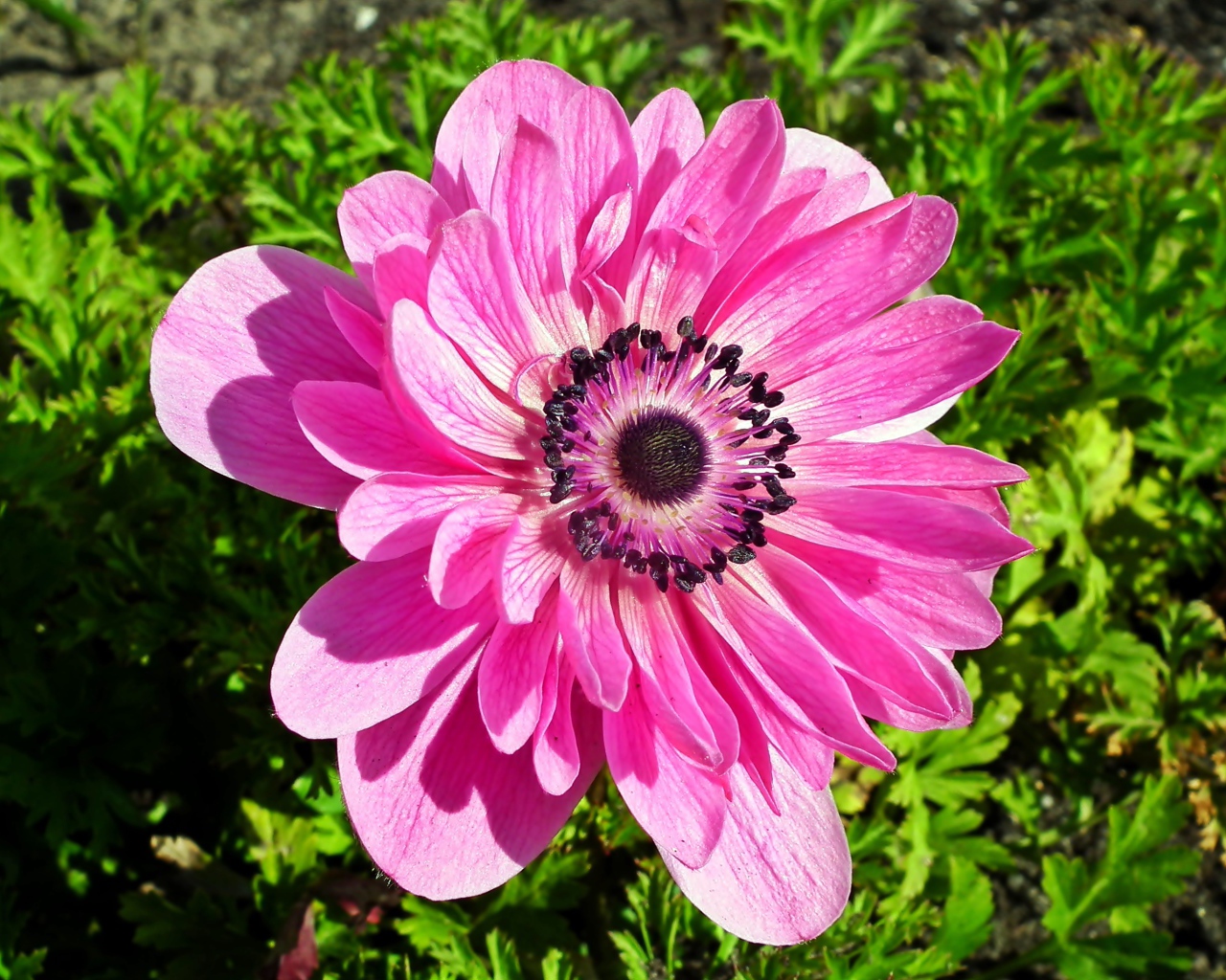 Красивый розовый цветок анемона крупным планом