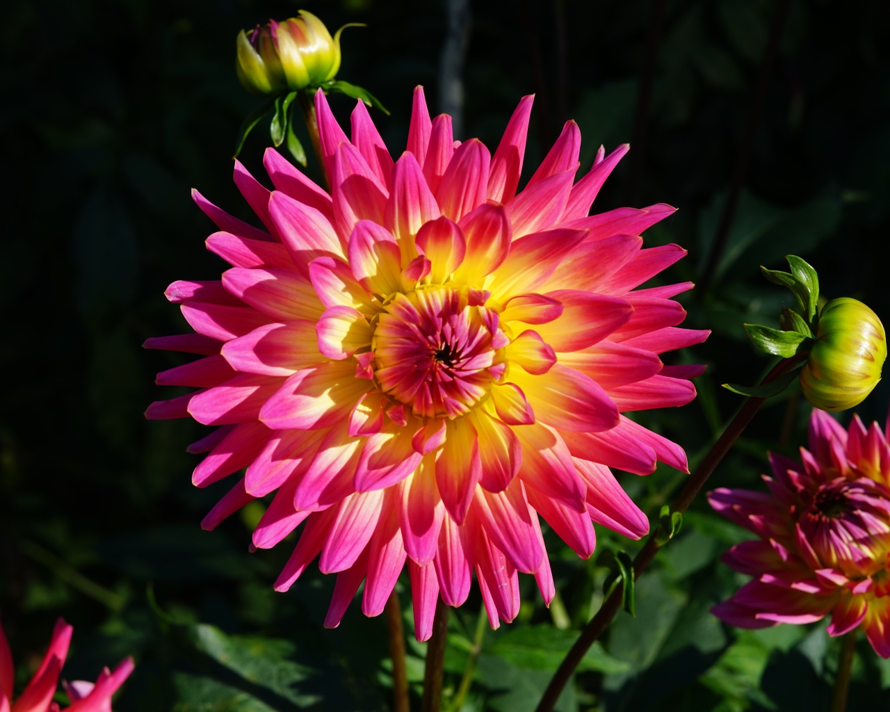 Красивая розовая георгина с желтой серединой с бутонами