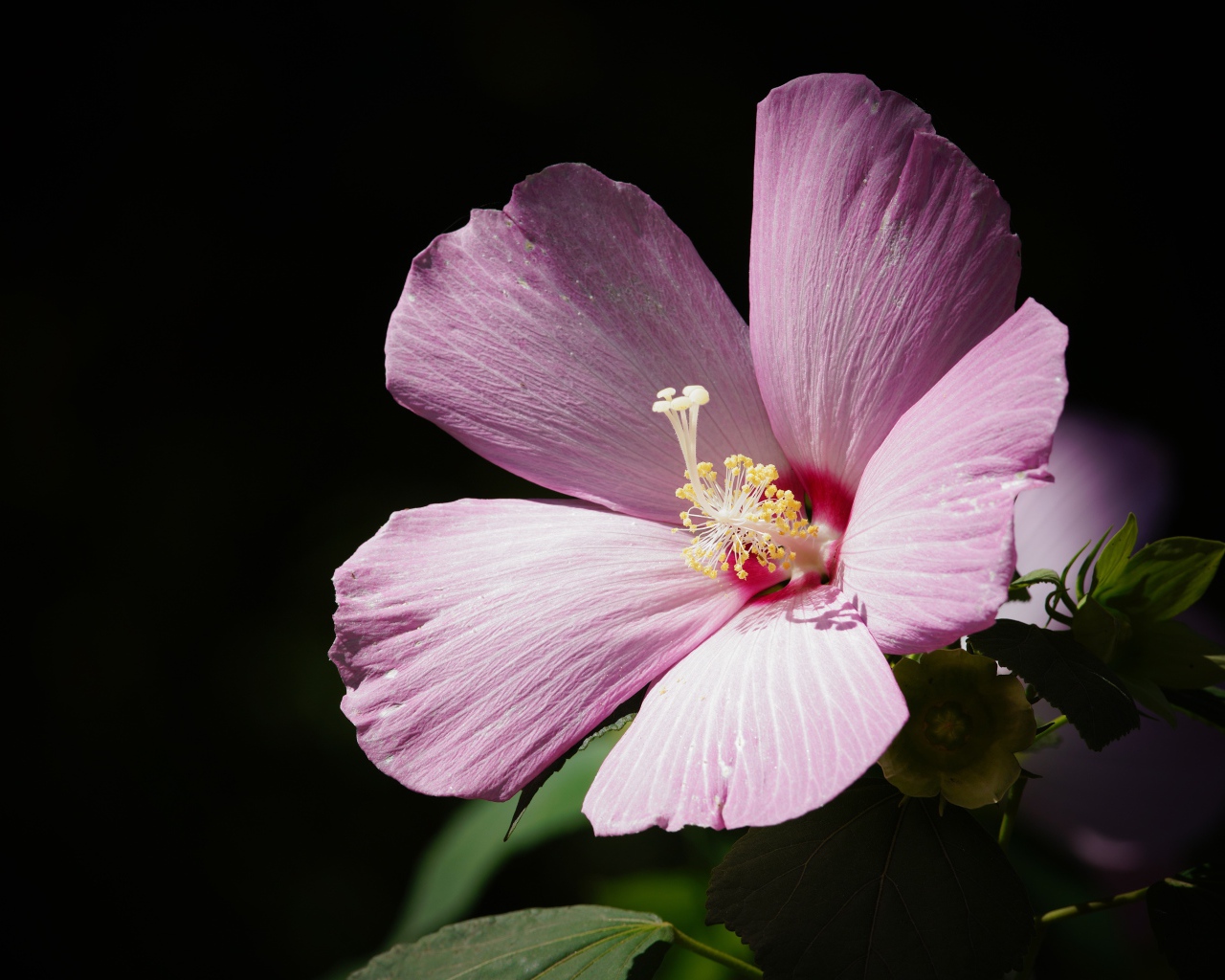 Красивый розовый цветок гибискуса на черном фоне