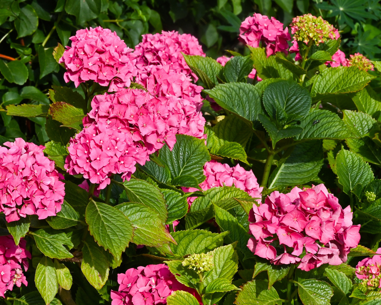 Красивые розовые цветы гортензии с зелеными листьями