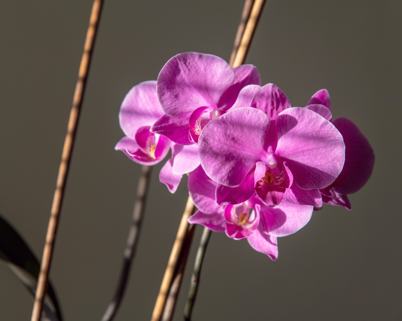 Красивые розовые цветы орхидеи на сером фоне