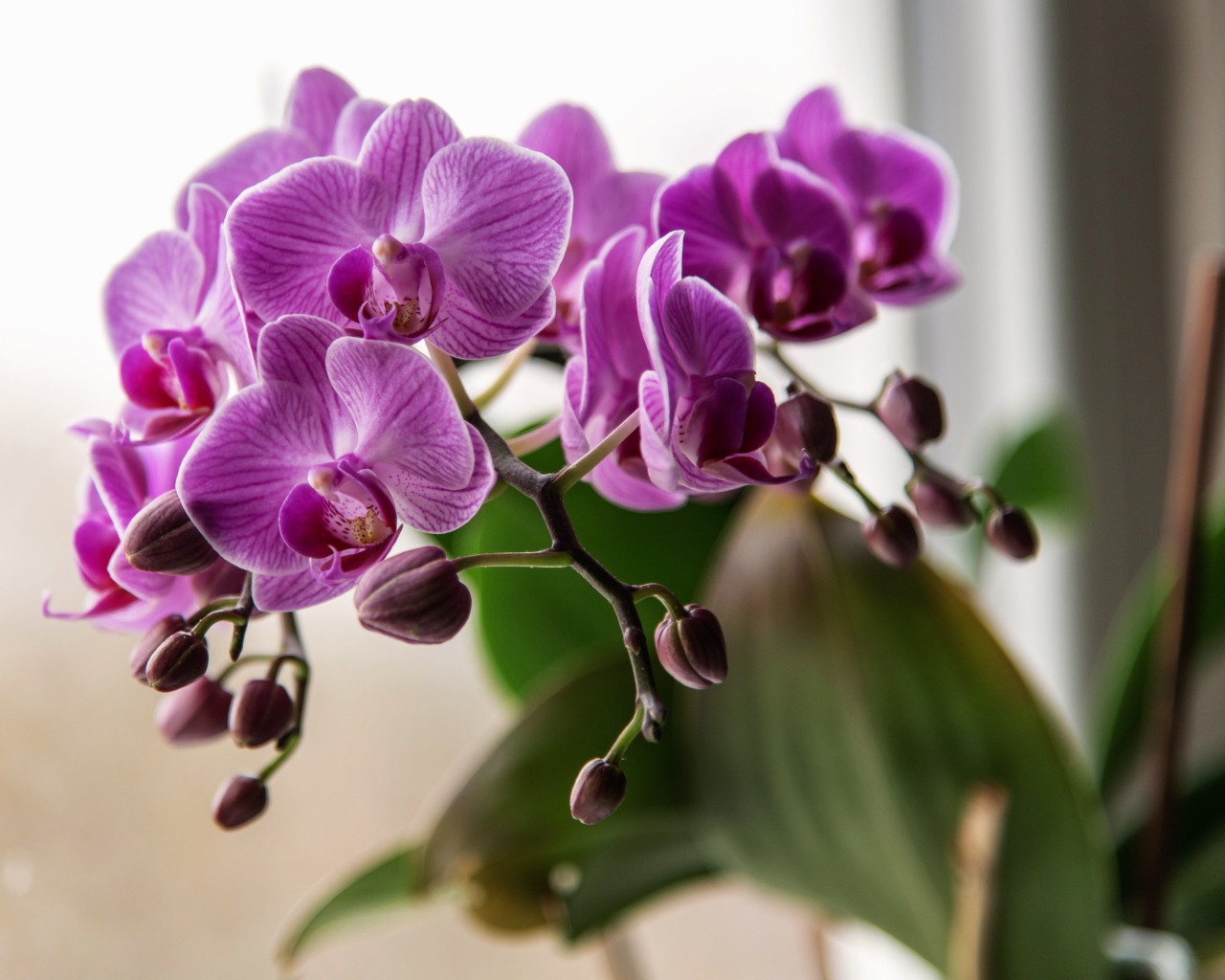 Красивые розовые цветы орхидеи с бутонами крупным планом