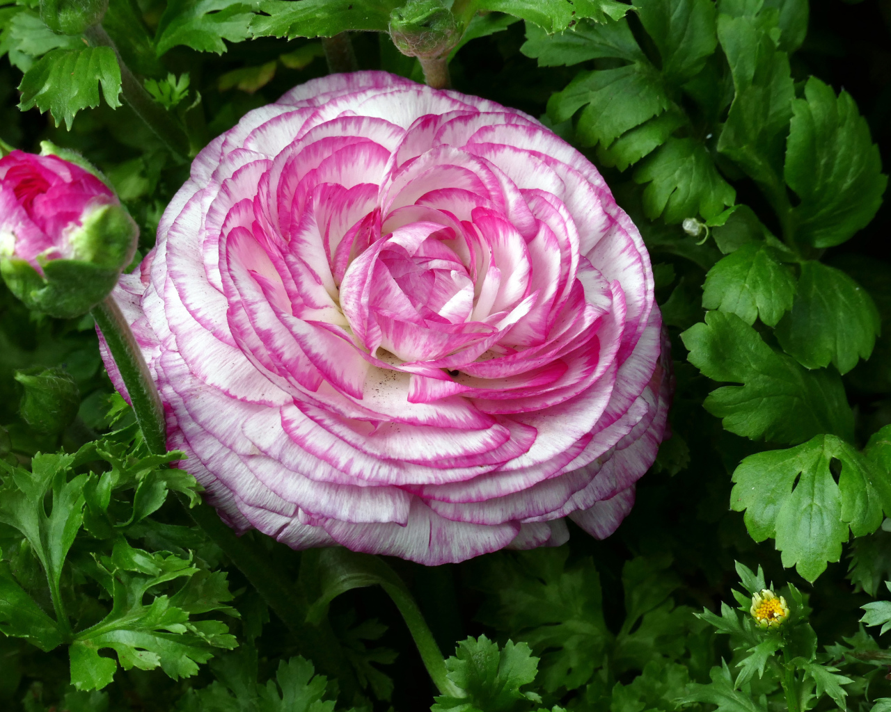 Красивый розовый лютик в зеленых листьях