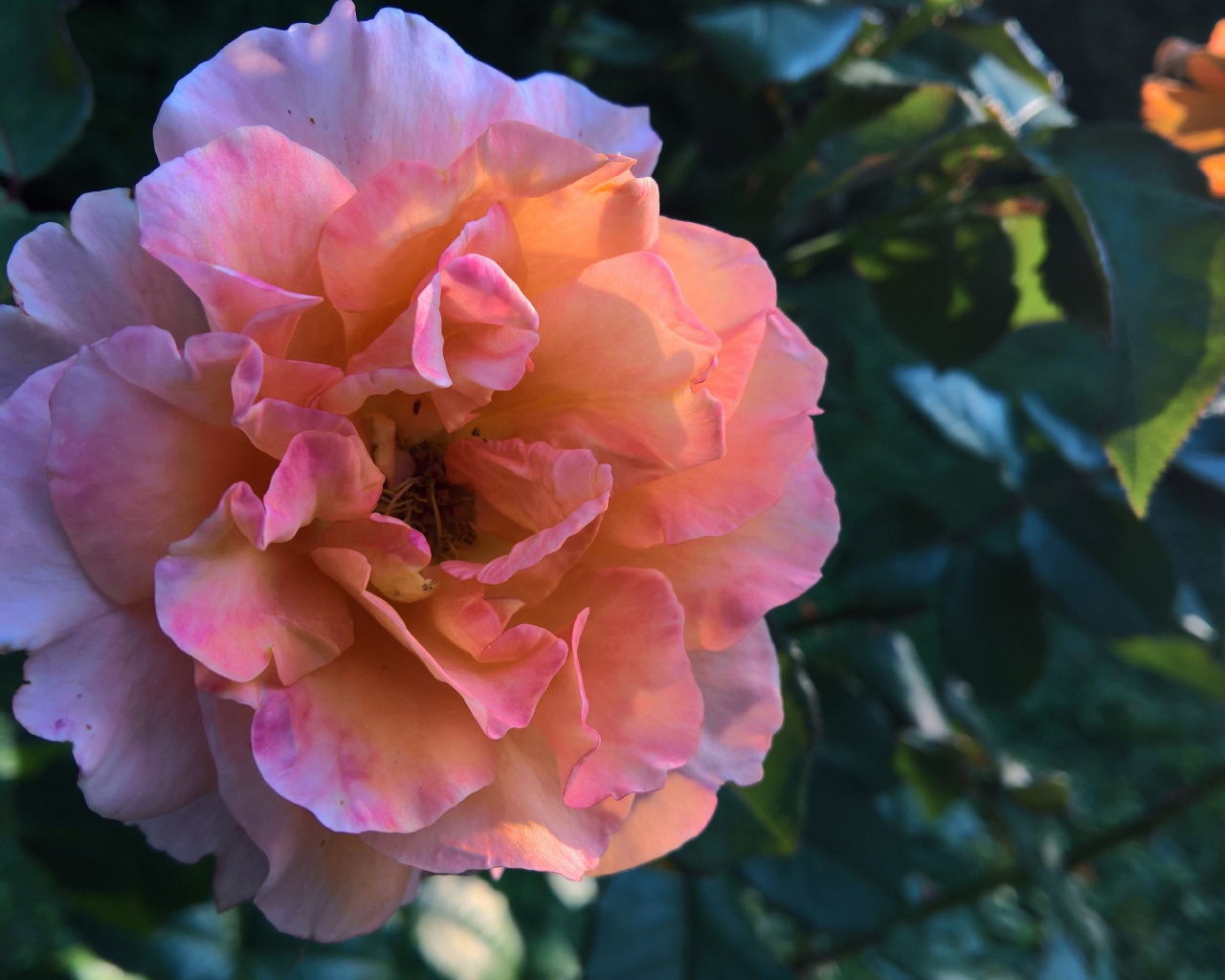 Красивая розовая роза с нежными лепестками крупным планов