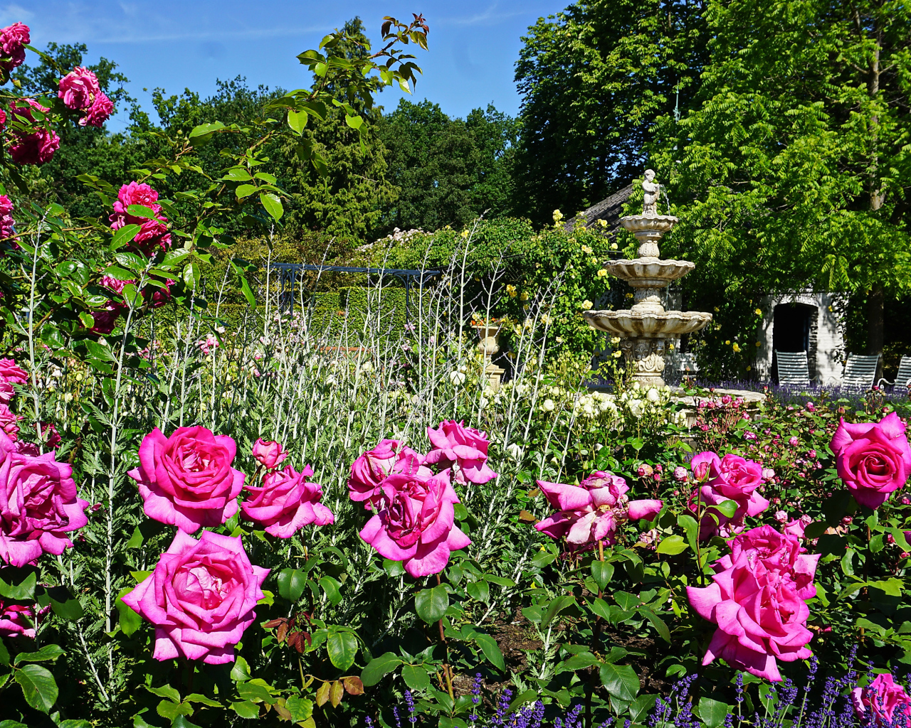 Красивые розовые розы в саду у фонтана