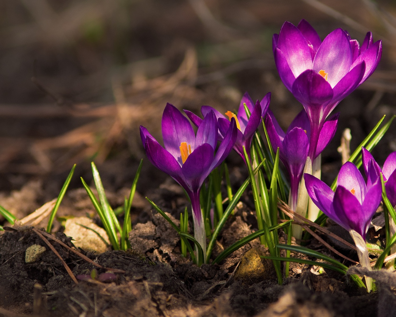 Красивые фиолетовые крокусы на земле