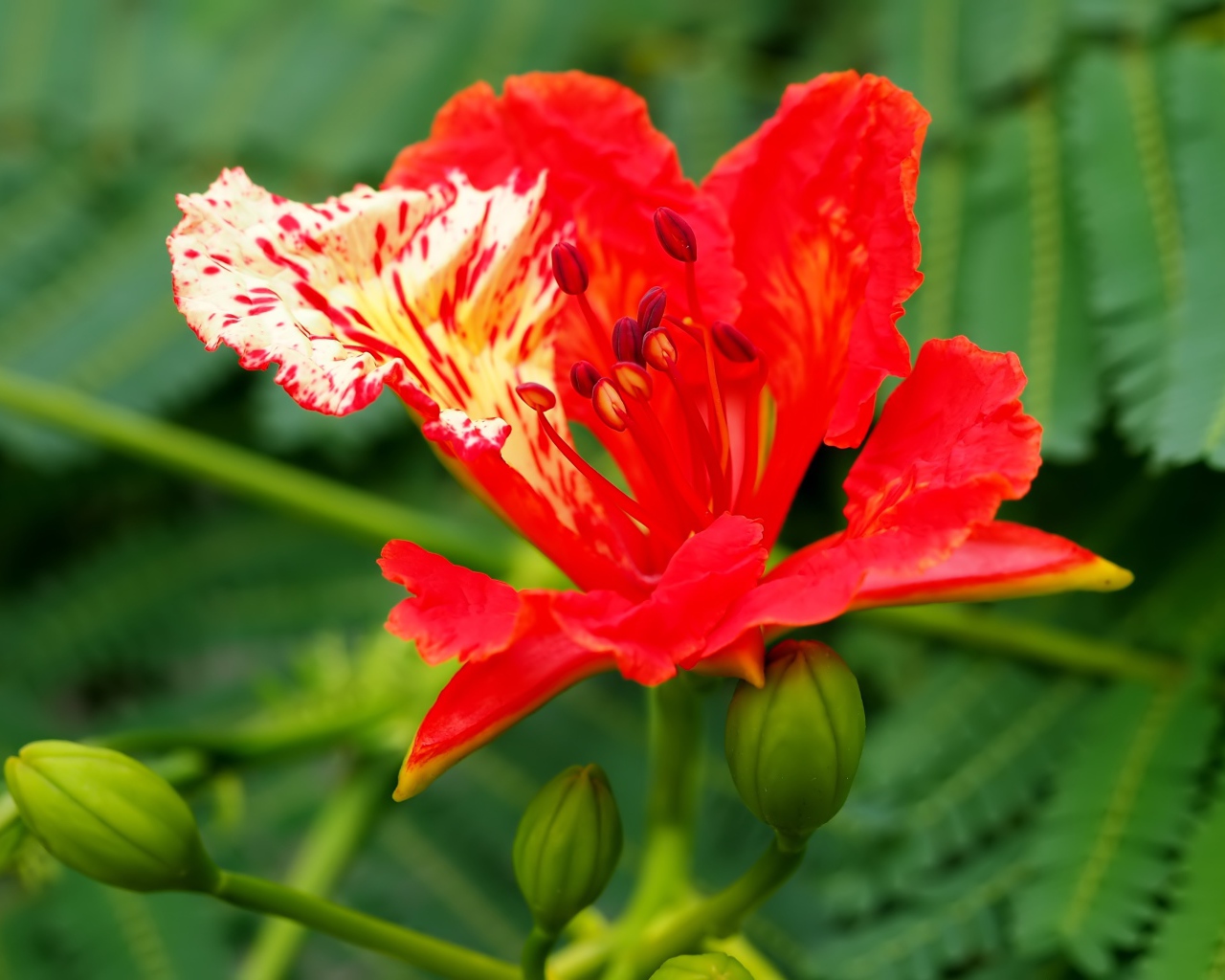 Красивый красный цветок Делоникс королевский крупным планом