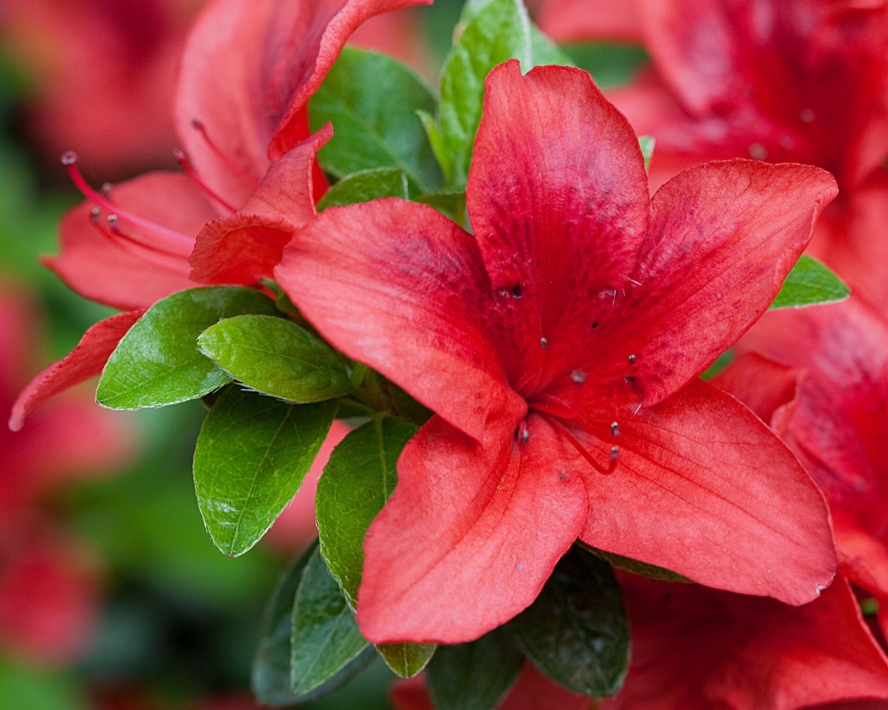 Красивый красный цветок азалия крупным планом