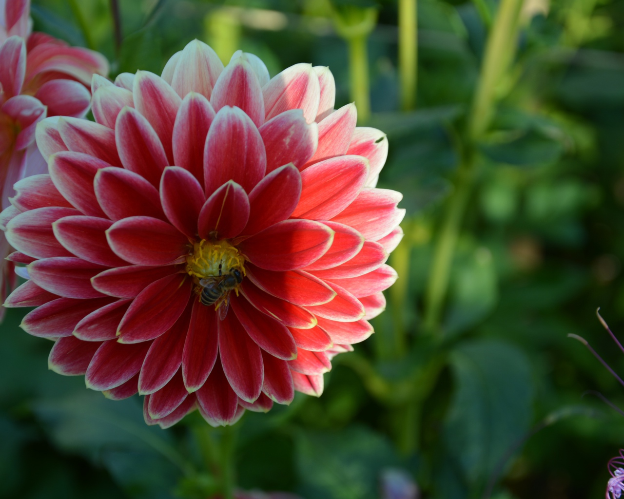 Красивая красная георгина с пчелой