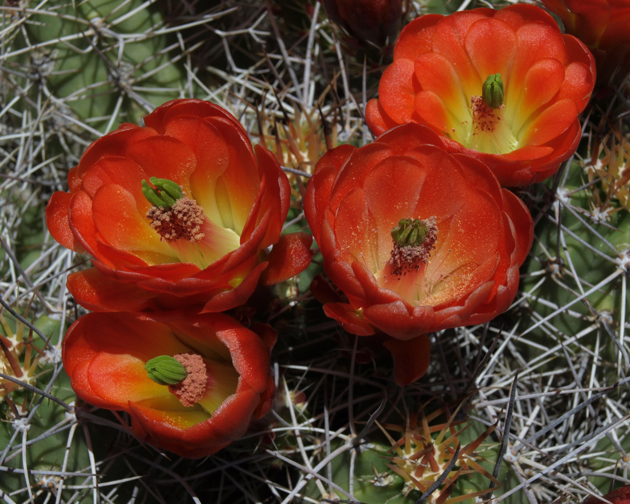 Красивые красные цветы колючего кактуса крупным планом