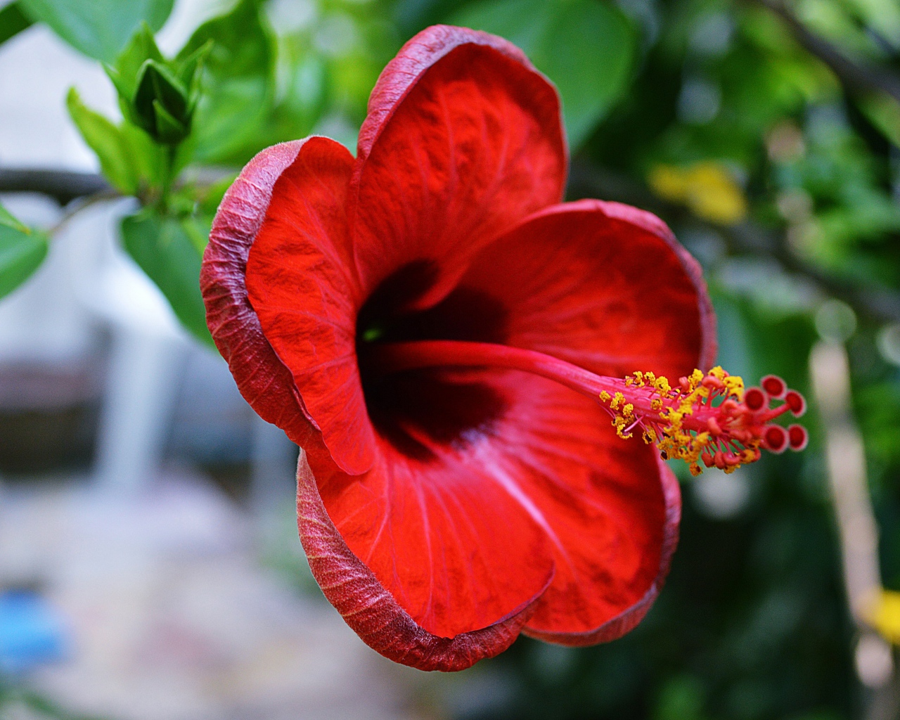 Красивый красный цветок гибискуса крупным планом