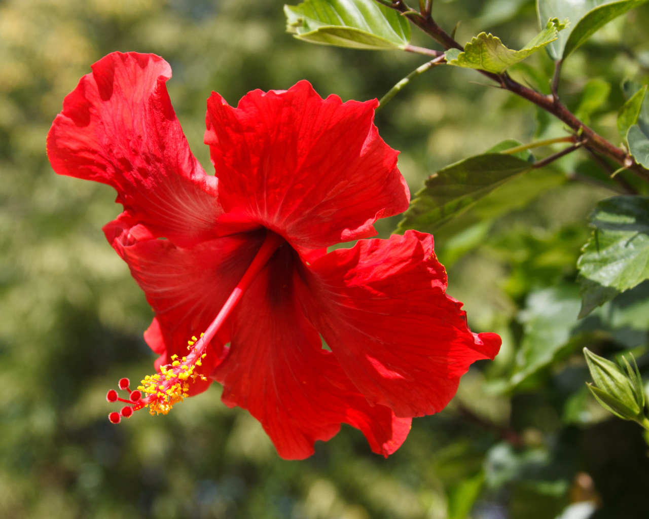 Красивый красный цветок гибискуса в лучах солнца