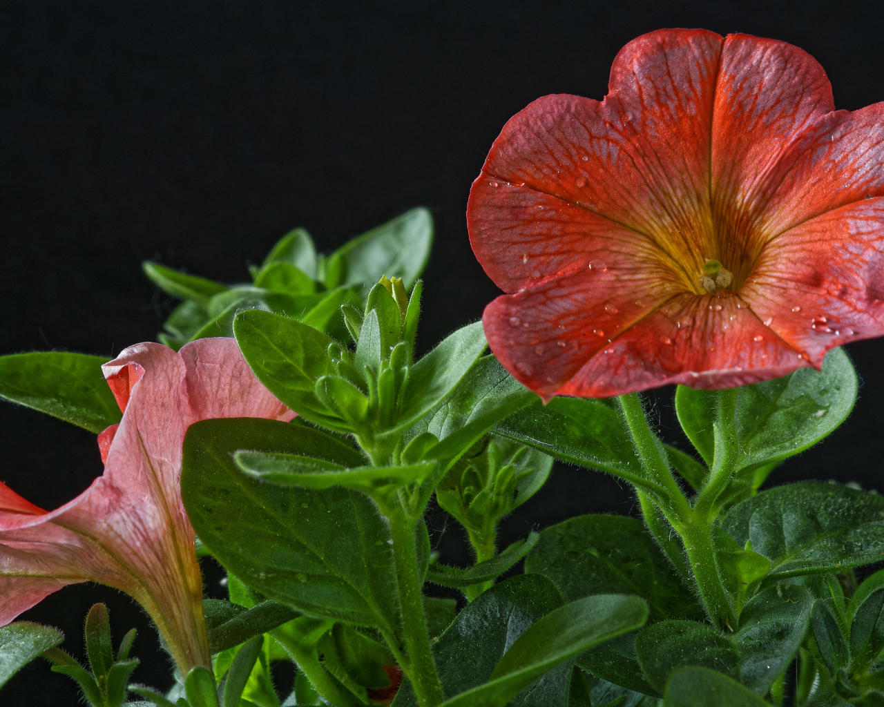 Красивая красная петуния с бутонами на черном фоне