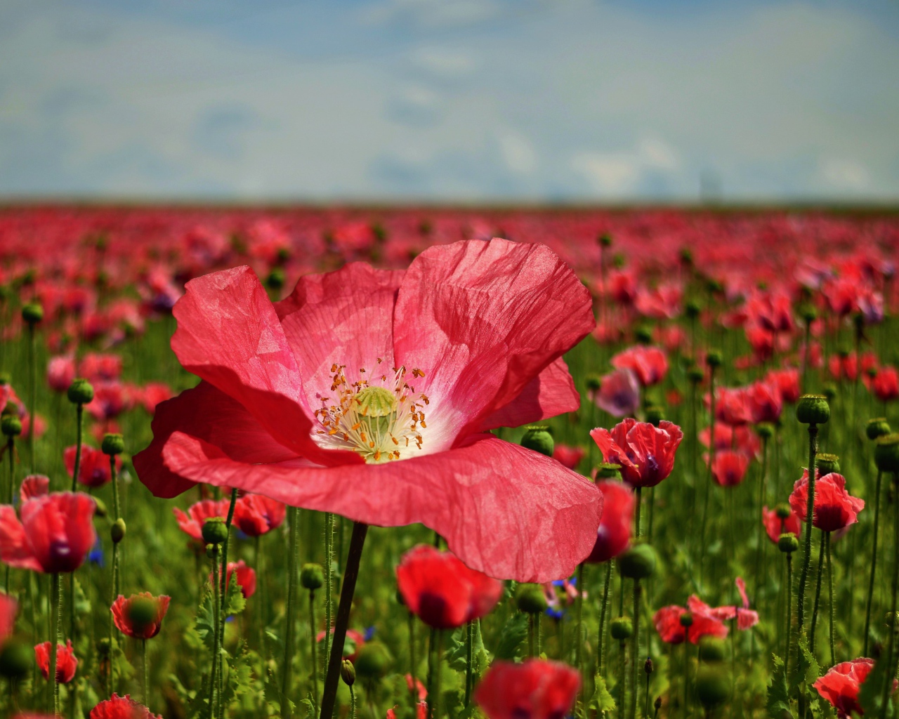 Красивый красный мак на поле крупным планом