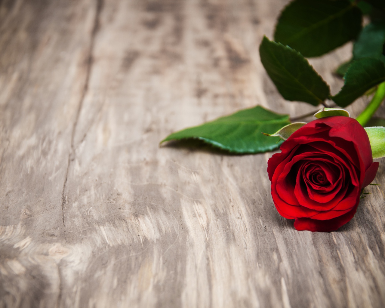 Красивая красная роза на деревянной поверхности 