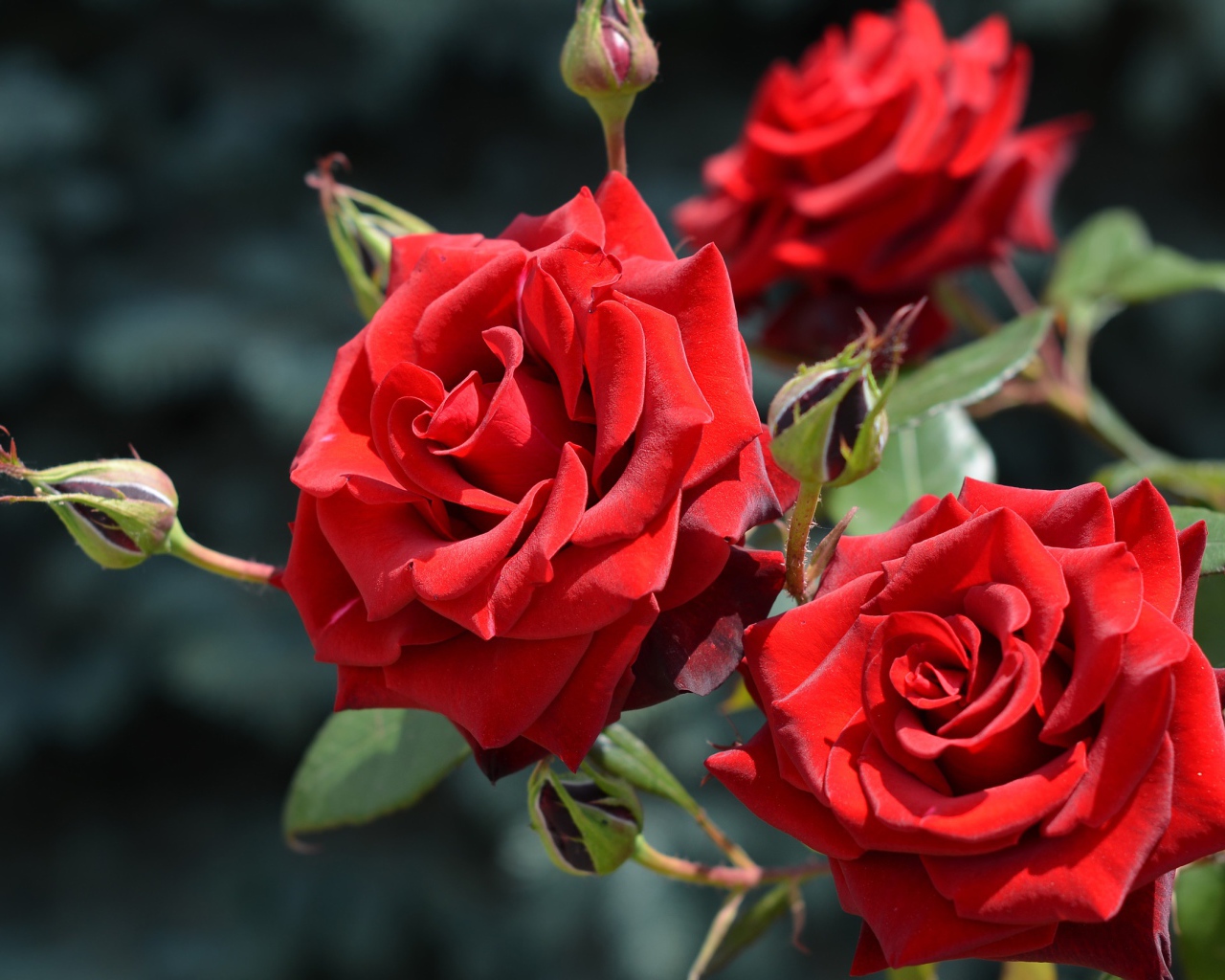 Красивые красные розы с бутонами в лучах солнца