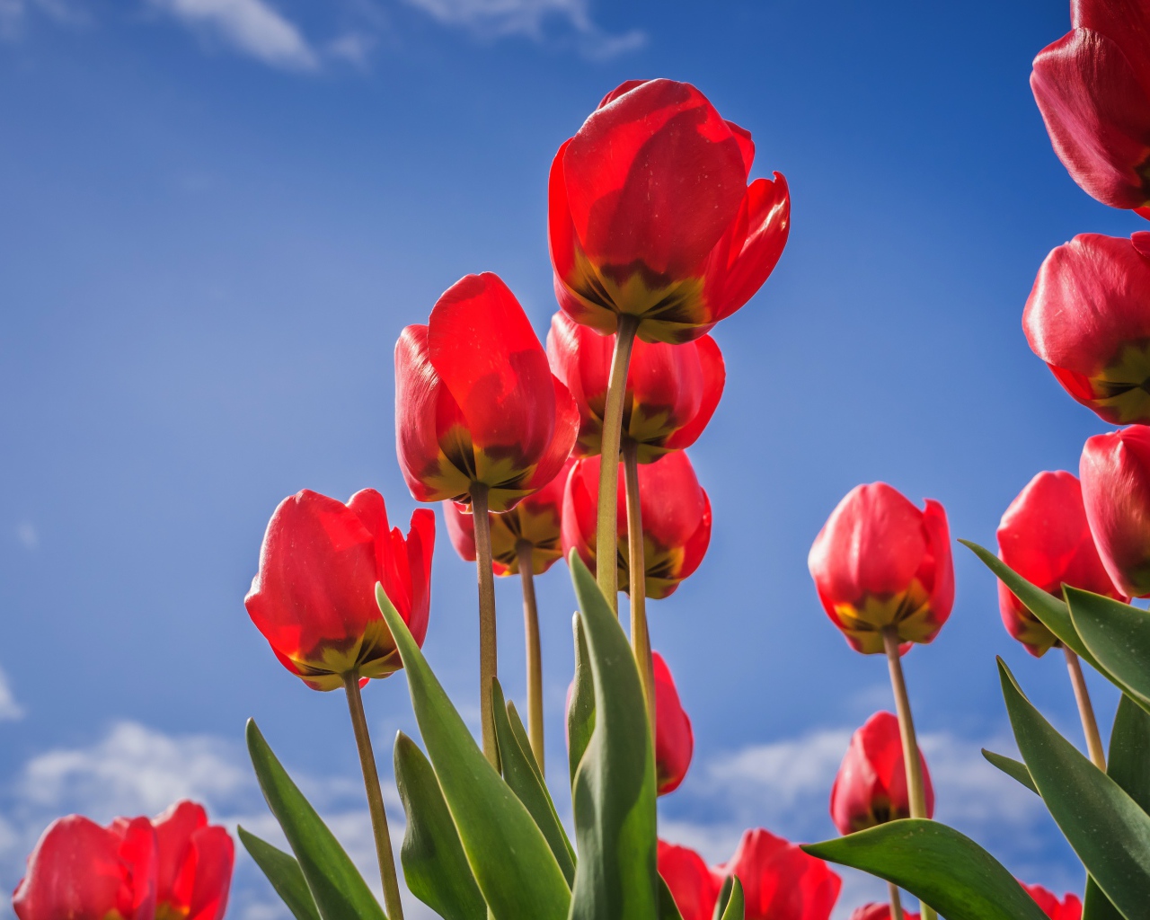 Красивые красные тюльпаны на фоне голубого неба 