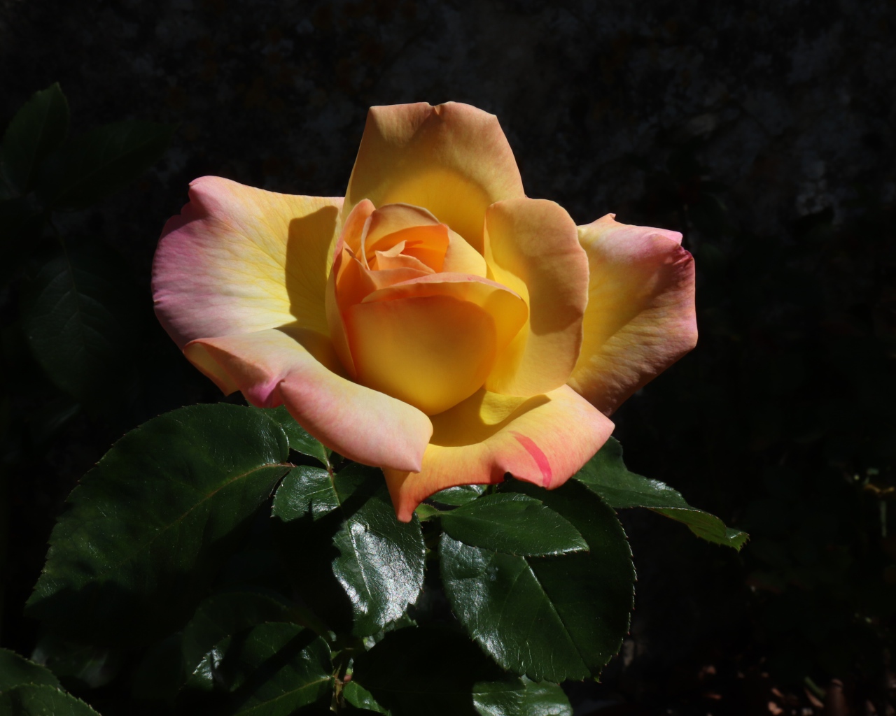 Красивая роза с зелеными листьями на клумбе крупным планом 