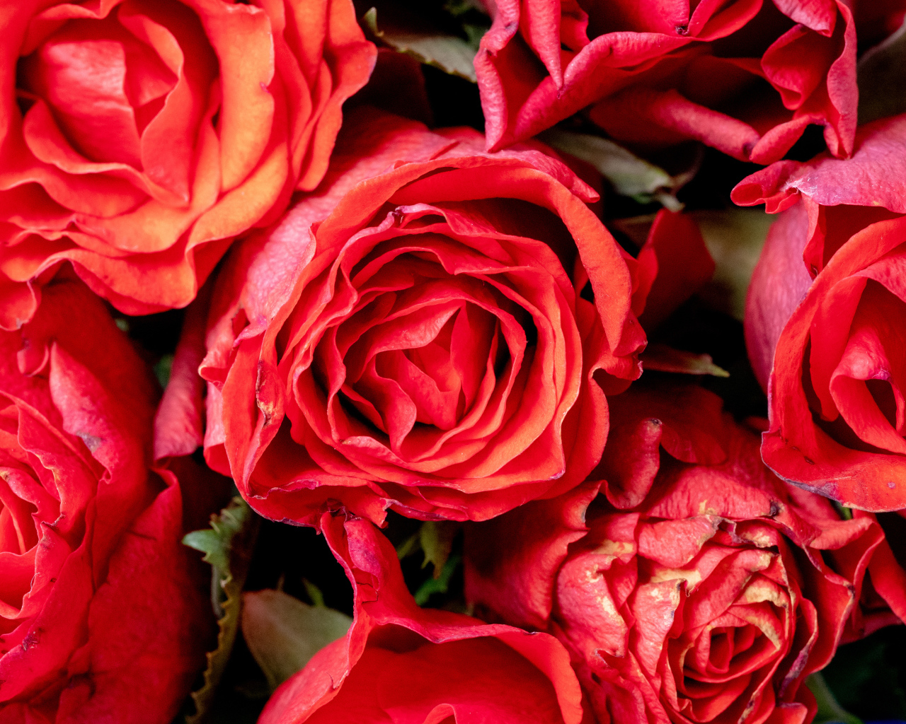 Красивые розы с розовыми лепестками крупным планом