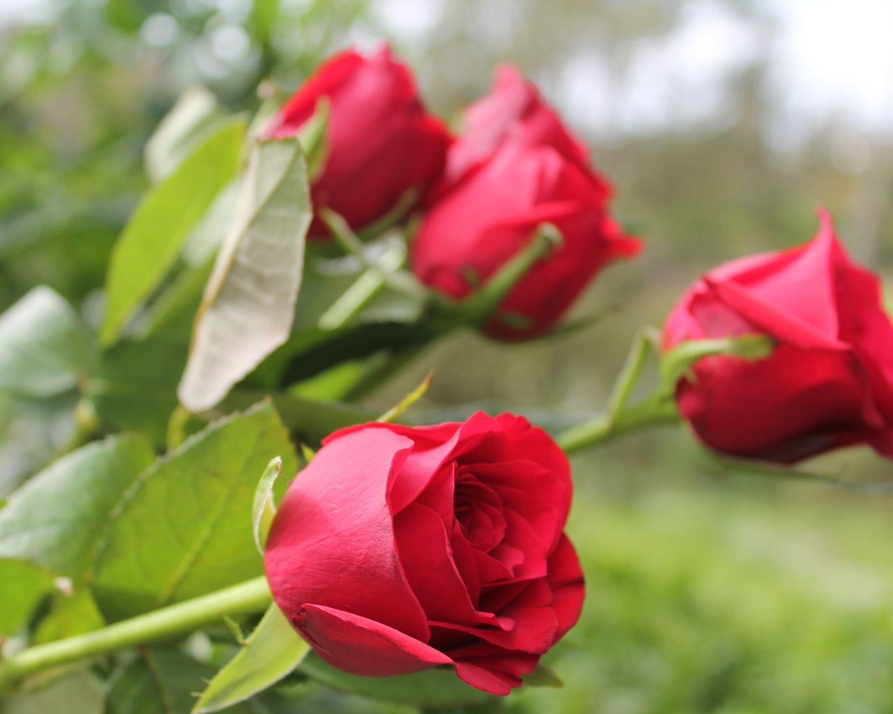 Красивые алые английские розы 