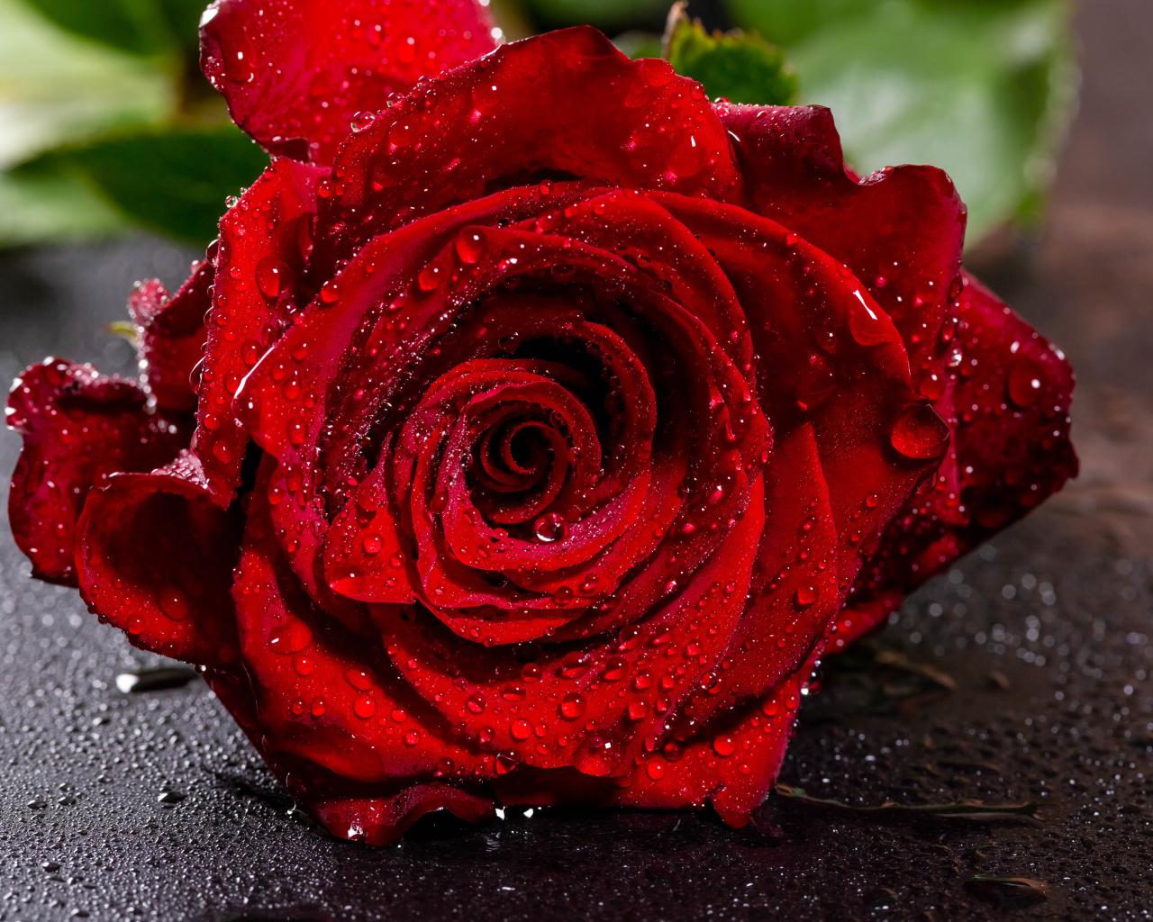 Красивая алая роза в каплях воды на асфальте