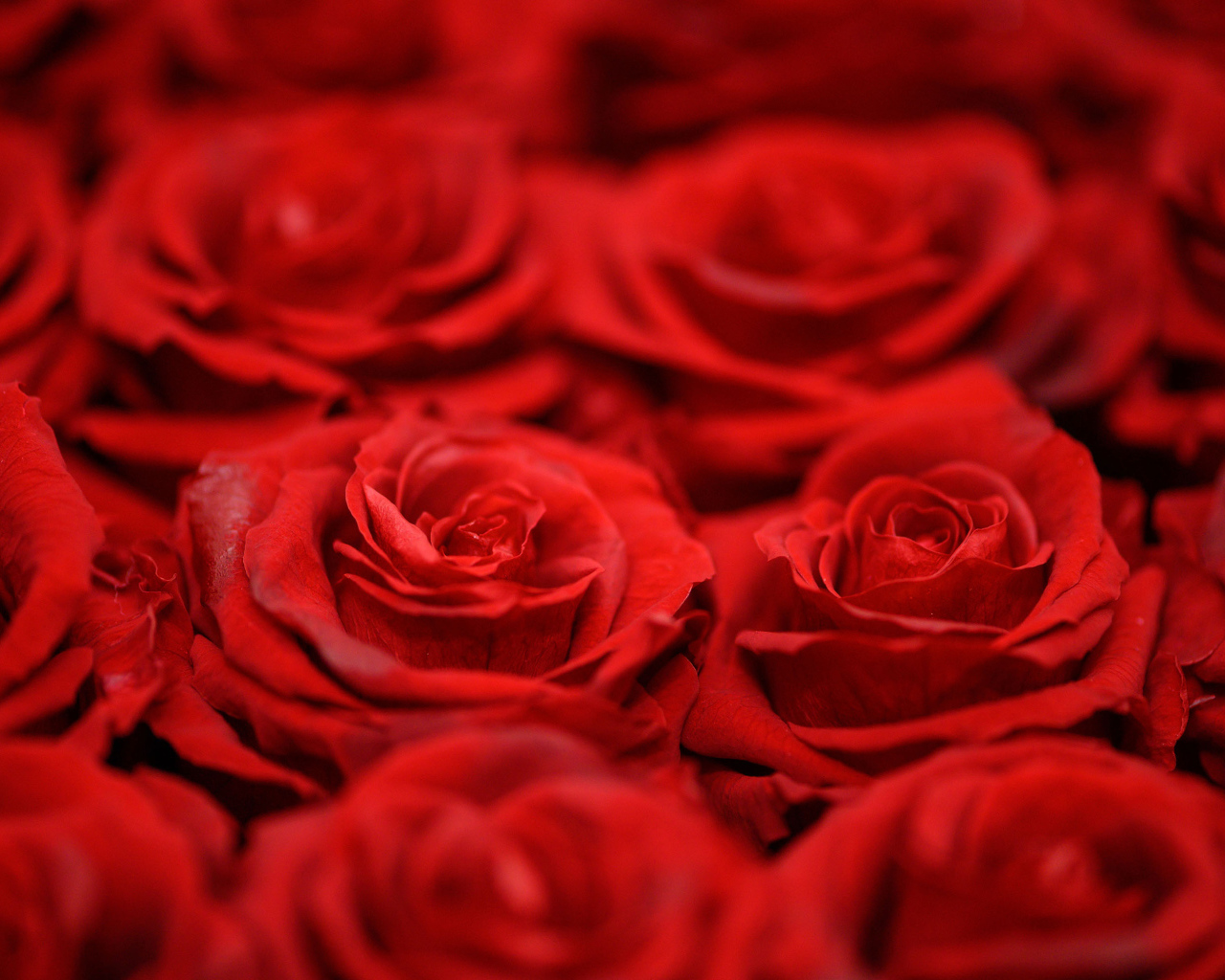 Красивые алые розы крупным планом