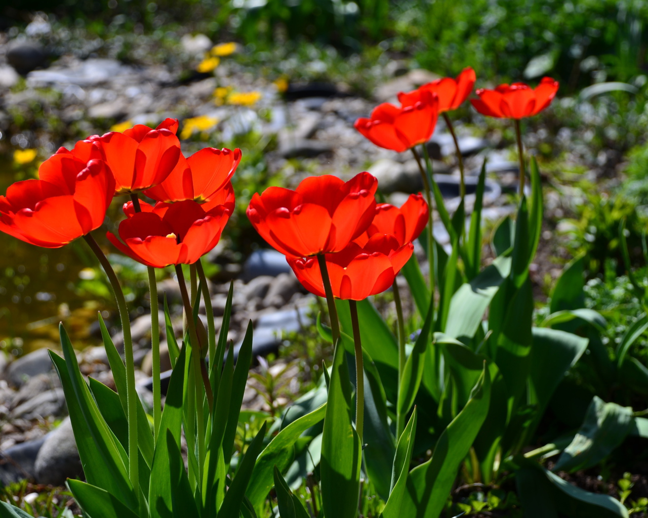 Красивые алые тюльпаны в лучах солнца на клумбе