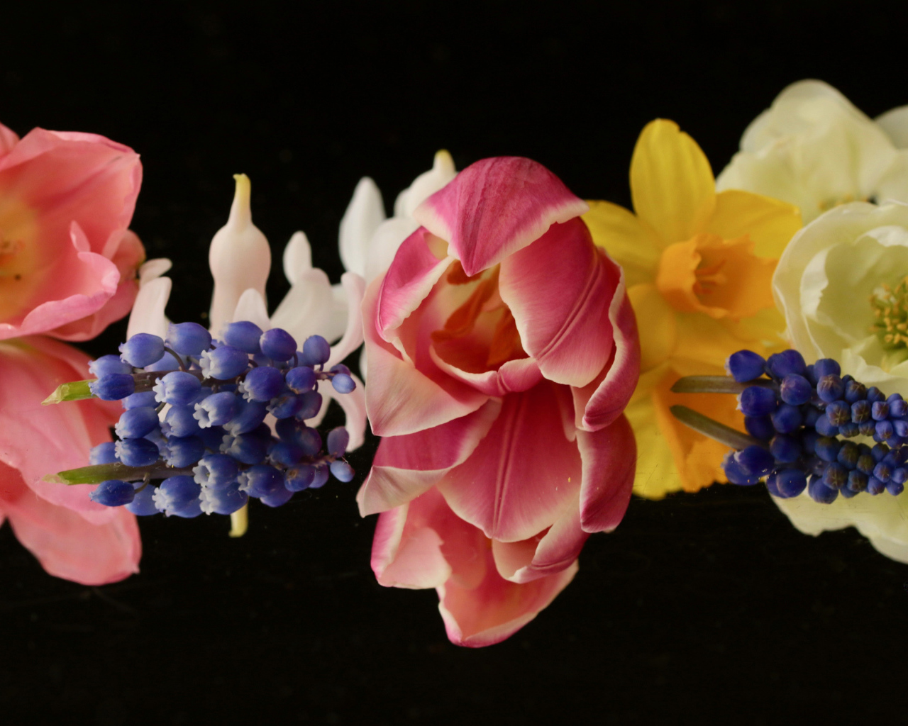 Красивые весенние цветы на черном фоне крупным планом