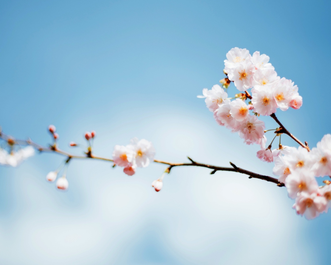 Красивые весенние розовые цветы на ветке дерева на фоне голубого неба