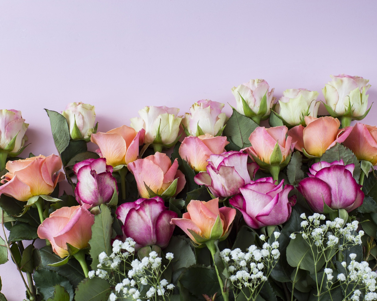 Красивый нежный букет разноцветных роз на сиреневом фоне