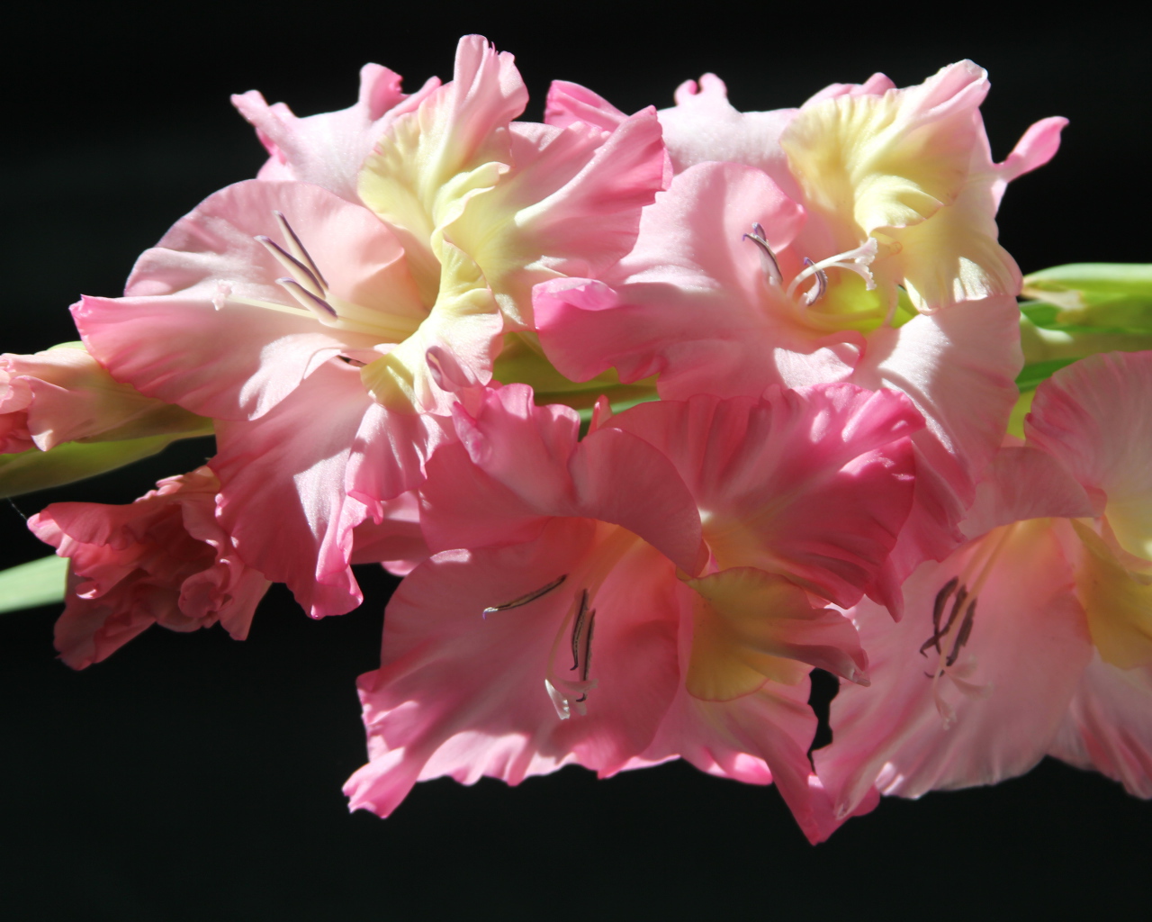 Красивые нежные розовые гладиолусы на черном фоне