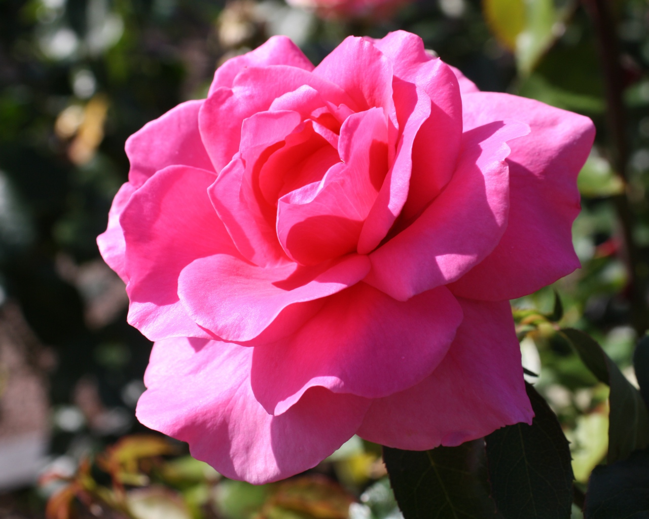 Красивая нежная розовая роза в лучах солнца на клумбе 